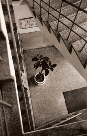 Plant in foyer, Nagoya, Japan, 1990